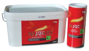 Maggots SG